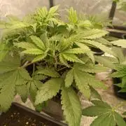 Strawberry 🍓 gorilla 🦍  auto