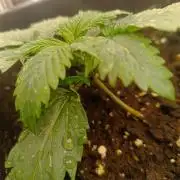 pinapple chunk