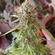Amnesia Dream xl Auto KANNABIA