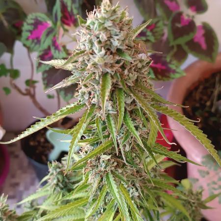 Amnesia Dream xl Auto KANNABIA