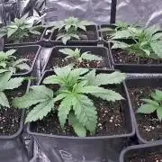 Strawberry 🍓 gorilla 🦍  auto RF 3