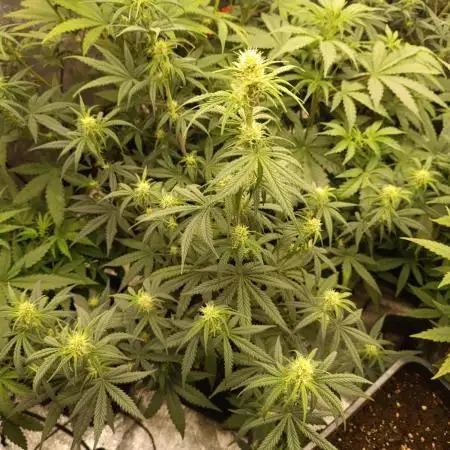 Grape Ape auto