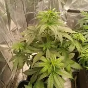 strawberry gorilla. FAST BUDS