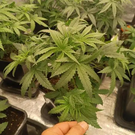 Grape Ape auto