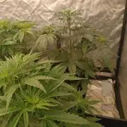 Forbidden runtz auto