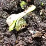 Prova nuova terapia CREAMZILLA