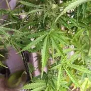 Runtz korngarden Shop