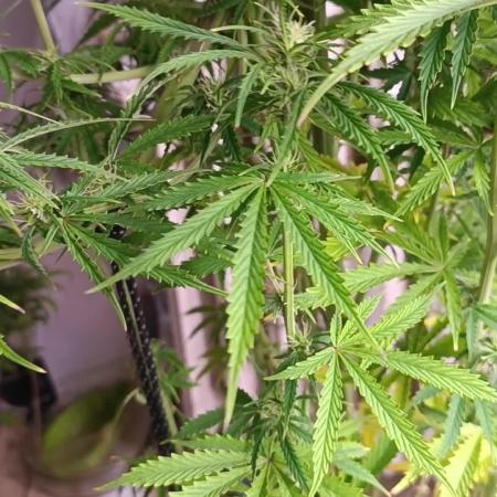 Runtz korngarden Shop