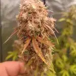 Grape Ape auto