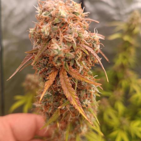 Grape Ape auto