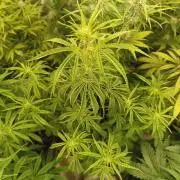 Prova nuova terapia CREAMZILLA