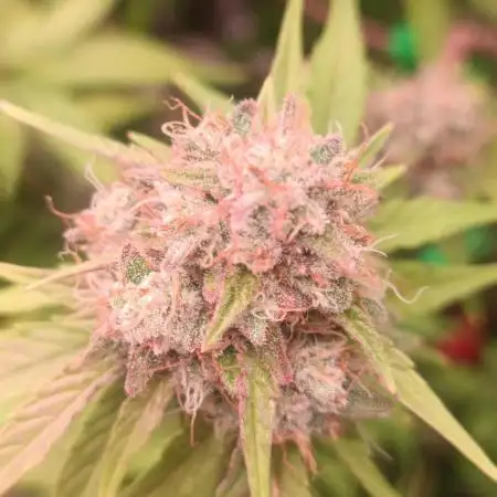 Grape Ape auto
