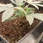 Grape Ape auto