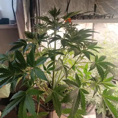 Runtz auto////barney's farm