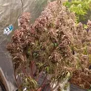 Strawberry 🍓 gorilla 🦍  auto