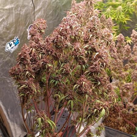 Strawberry 🍓 gorilla 🦍  auto