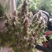 Strawberry 🍓 gorilla 🦍  auto