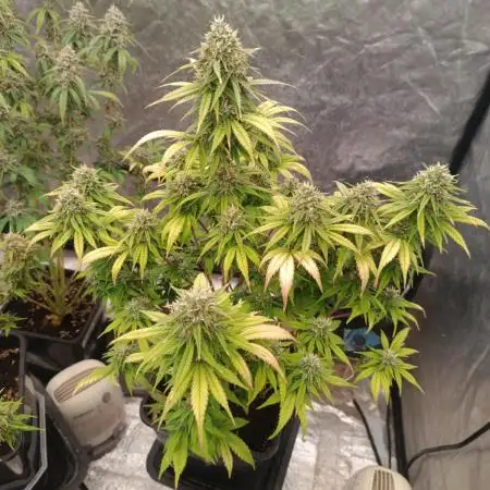 Frostbanger auto