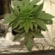 pinapple chunk
