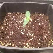 Forbidden runtz auto