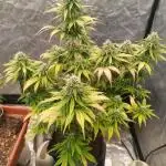 Frostbanger auto