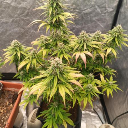 Frostbanger auto