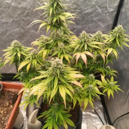Frostbanger auto