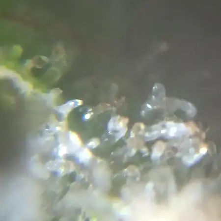 Grape Ape auto