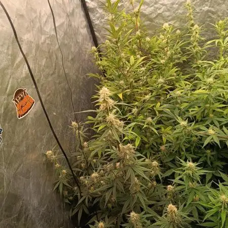 Grape Ape auto