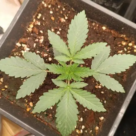 Runtz auto////barney's farm