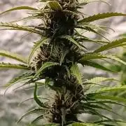 Strawberry 🍓 gorilla 🦍  auto RF 3