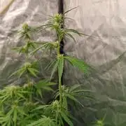 pinapple pulse auro
