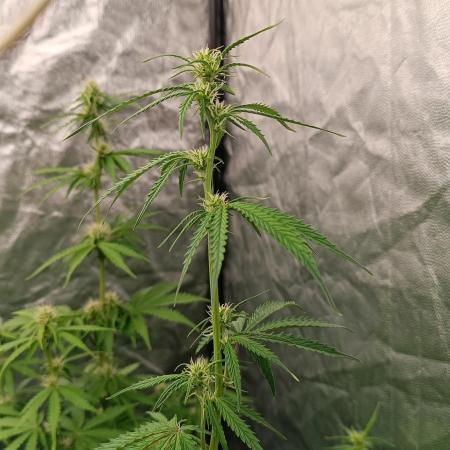 pinapple pulse auro