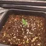 Strawberry 🍓 gorilla 🦍  auto