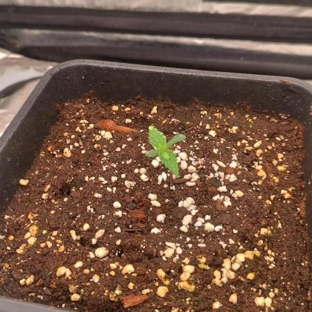 Strawberry 🍓 gorilla 🦍  auto