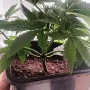 pinapple chunk