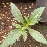 frosted zinn×cookie dog AUTO.
