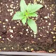 Forbidden runtz auto