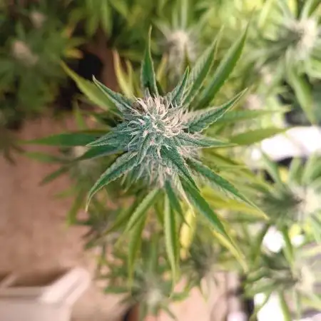 Runtz auto////barney's farm