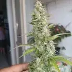 Grape Ape Auto