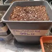 Californian gold