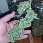 Runtz korngarden Shop