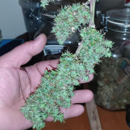 Runtz korngarden Shop