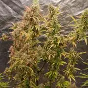 Runtz korngarden Shop