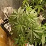 Runtz auto////barney's farm