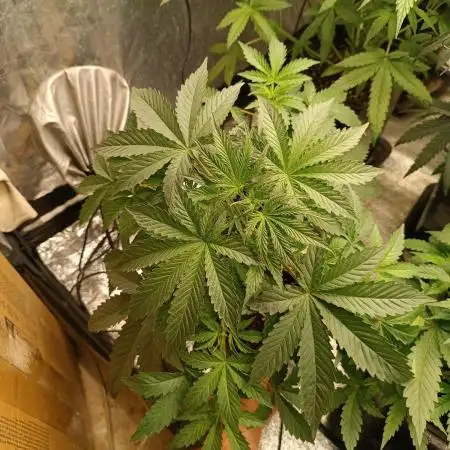 Runtz auto////barney's farm