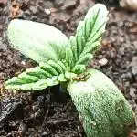 Frostbanger auto