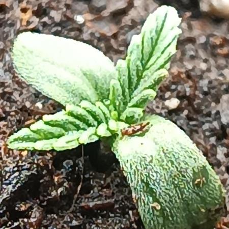 Frostbanger auto