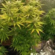 Strawberry 🍓 gorilla 🦍  auto RF 3