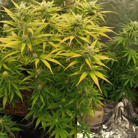 Strawberry 🍓 gorilla 🦍  auto RF 3